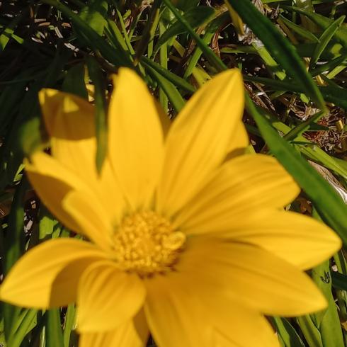 Fiore giallo sfocato con foglie verdi sullo sfondo.