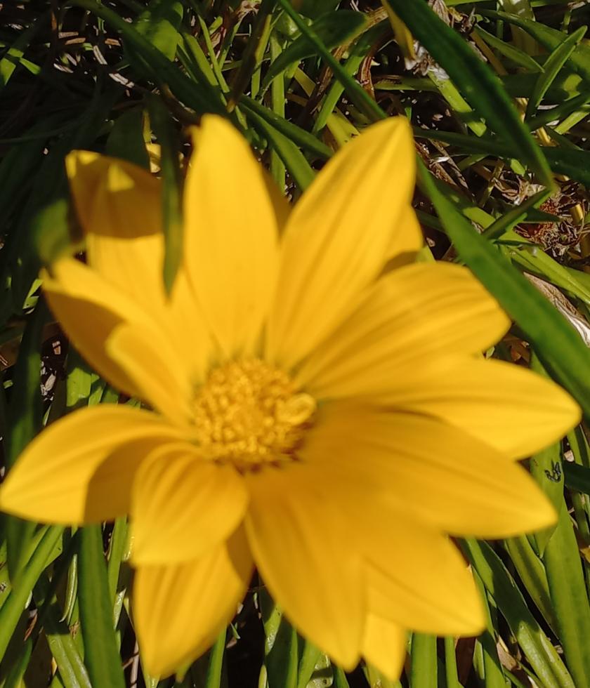 Fiore giallo sfocato con foglie verdi sullo sfondo.