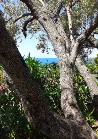 Albero con vista sul mare, circondato da vegetazione lussureggiante.