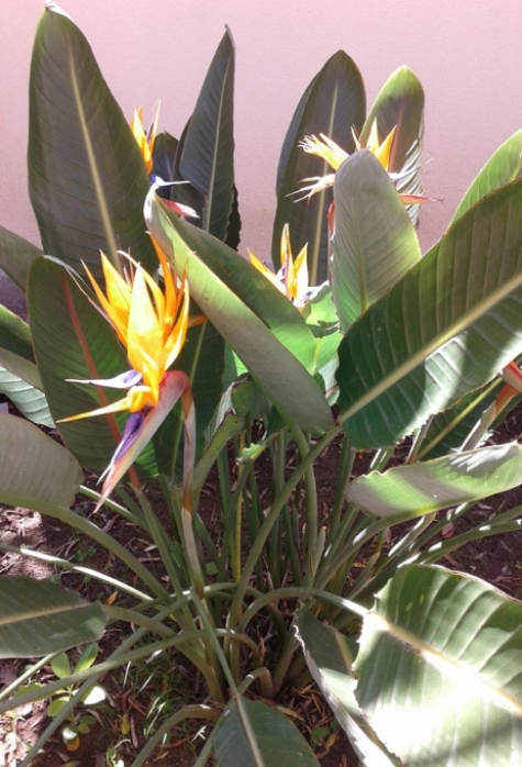 Pianta di Strelitzia con fiori arancioni e foglie verdi in giardino.